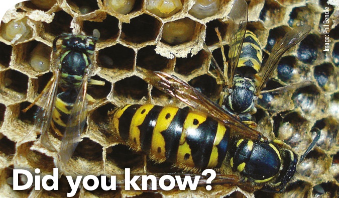 Did you know about wasps Did you know about wasps